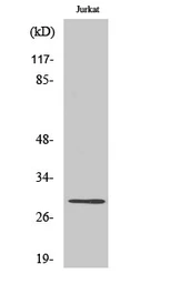 Anti-Granzyme K antibody used in Western Blot (WB). GTX33986