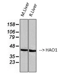 Anti-HAO1 antibody [Mix] used in Western Blot (WB). GTX33987