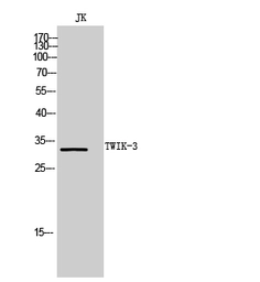 Anti-KCNK7 antibody used in Western Blot (WB). GTX34024