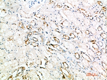 Anti-ART4 antibody used in IHC (Paraffin sections) (IHC-P). GTX34043