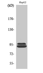 Anti-MASTL antibody used in Western Blot (WB). GTX34073