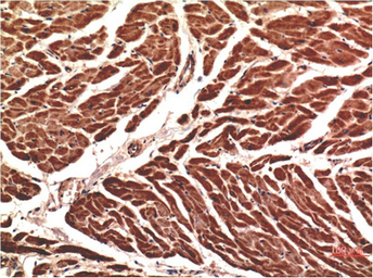 Anti-VE-Cadherin antibody [8E5] used in IHC (Paraffin sections) (IHC-P). GTX34239