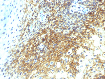 Anti-CD44v4 antibody [CD44v4/1219] used in IHC (Paraffin sections) (IHC-P). GTX34520