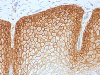 Anti-CD44v4 antibody [CD44v4/1700R] used in IHC (Paraffin sections) (IHC-P). GTX34521