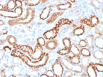 Anti-CDH16 antibody [CDH16/1532R] used in IHC (Paraffin sections) (IHC-P). GTX34583