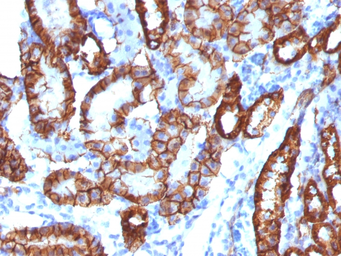 Anti-CDH16 antibody [CDH16/1532R] used in IHC (Paraffin sections) (IHC-P). GTX34583