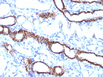 Anti-CDH16 antibody [CDH16/1532R] used in IHC (Paraffin sections) (IHC-P). GTX34583