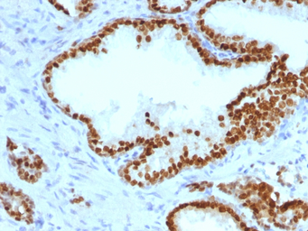 Anti-FOXA1 antibody [FOXA1/1241] used in IHC (Paraffin sections) (IHC-P). GTX34735