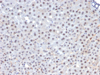 Anti-FOXA1 antibody [FOXA1/1241] used in IHC (Paraffin sections) (IHC-P). GTX34735