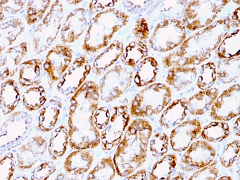 Anti-Laminin gamma 1 antibody [A5] used in IHC (Paraffin sections) (IHC-P). GTX34805