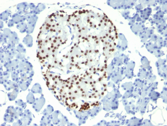 Anti-Nkx2.2 antibody [NX2/294] used in IHC (Paraffin sections) (IHC-P). GTX34908