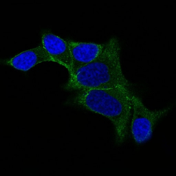 Anti-ODC antibody [ODC1/487] used in Immunocytochemistry/ Immunofluorescence (ICC/IF). GTX34922