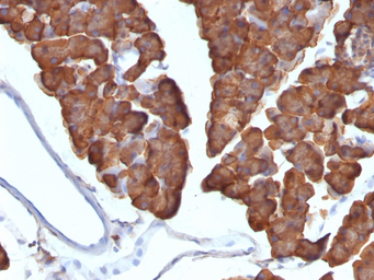 Anti-ODC antibody [ODC1/487] used in IHC (Paraffin sections) (IHC-P). GTX34922