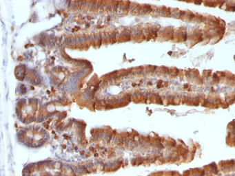 Anti-ODC antibody [ODC1/487] used in IHC (Paraffin sections) (IHC-P). GTX34922