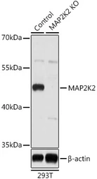 Anti-MEK2 antibody used in Western Blot (WB). GTX35223