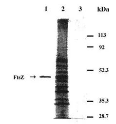 Anti-FtsZ antibody used in Western Blot (WB). GTX36253