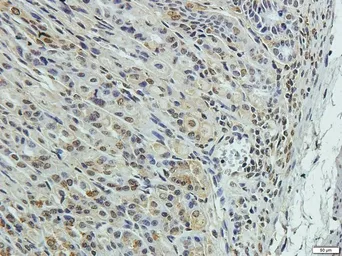 Anti-Elastin antibody used in IHC (Paraffin sections) (IHC-P). GTX37428