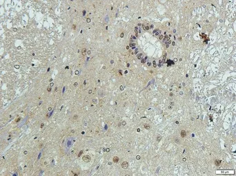 Anti-Elastin antibody used in IHC (Paraffin sections) (IHC-P). GTX37428