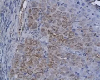 Anti-Apelin antibody used in IHC (Paraffin sections) (IHC-P). GTX37465