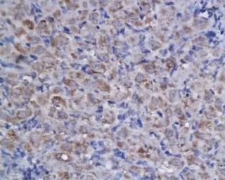 Anti-Apelin antibody used in IHC (Paraffin sections) (IHC-P). GTX37465