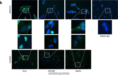 Anti-Apelin antibody used in Immunocytochemistry/ Immunofluorescence (ICC/IF). GTX37465