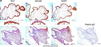 Anti-Apelin antibody used in Immunohistochemistry (IHC). GTX37465