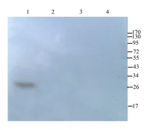 Anti-CD63 antibody used in Western Blot (WB). GTX37555