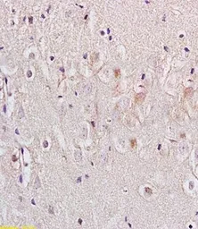 Anti-Nociceptin Receptor antibody used in IHC (Paraffin sections) (IHC-P). GTX37594