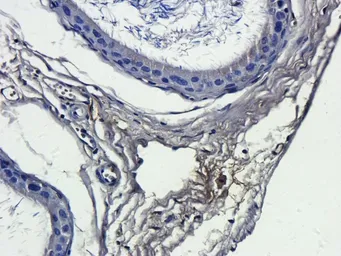 Anti-IL13 antibody used in IHC (Paraffin sections) (IHC-P). GTX37656