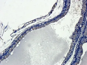 Anti-IL13 antibody used in IHC (Paraffin sections) (IHC-P). GTX37656