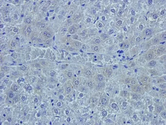 Anti-Emp1 antibody used in IHC (Paraffin sections) (IHC-P). GTX37707