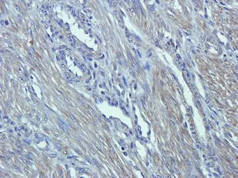 Anti-Emp1 antibody used in IHC (Paraffin sections) (IHC-P). GTX37707