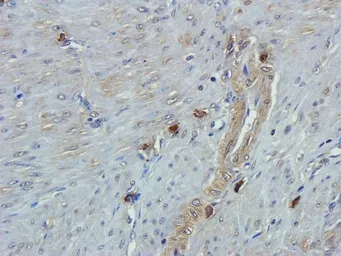 Anti-Emp1 antibody used in IHC (Paraffin sections) (IHC-P). GTX37707