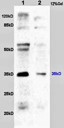 Anti-CD24 antibody used in Western Blot (WB). GTX37755