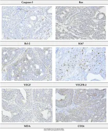 Anti-CD24 antibody used in IHC (Paraffin sections) (IHC-P). GTX37755