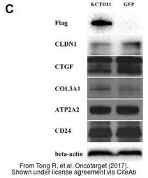 Anti-CD24 antibody used in Western Blot (WB). GTX37755