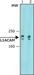 Anti-L1CAM antibody [UJ127.11] used in Western Blot (WB). GTX40148