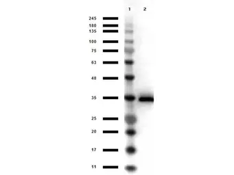 Anti-GAPDH antibody (HRP) used in Western Blot (WB). GTX40599