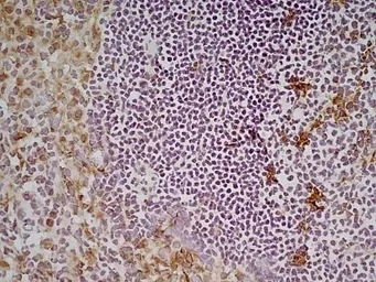 Anti-CD68 antibody [FA-11] used in IHC (Frozen sections) (IHC-Fr). GTX41866