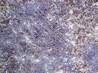 Anti-CD68 antibody [FA-11] used in IHC (Frozen sections) (IHC-Fr). GTX41866