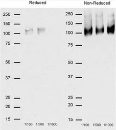 Anti-CD68 antibody [FA-11] used in Western Blot (WB). GTX41866