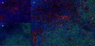 Anti-CD68 antibody [ED1] used in IHC (Frozen sections) (IHC-Fr). GTX41868