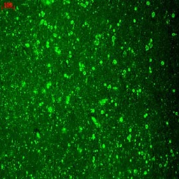 Anti-Cav1.2 antibody [S57-46] used in Immunohistochemistry (IHC). GTX41981