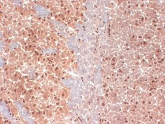 Anti-HCN1 antibody [S70-28] used in IHC (Frozen sections) (IHC-Fr). GTX41985