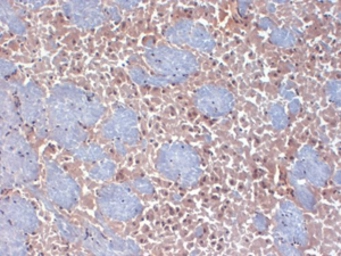 Anti-HCN2 antibody [S71-37] used in IHC (Frozen sections) (IHC-Fr). GTX41986