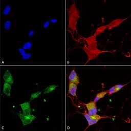 Anti-KCNQ4 antibody [S43-6] used in Immunocytochemistry/ Immunofluorescence (ICC/IF). GTX41990