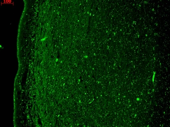 Anti-KCNQ4 antibody [S43-6] used in IHC (Paraffin sections) (IHC-P). GTX41990