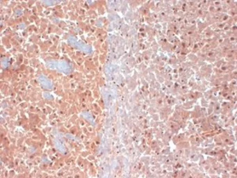 Anti-KCNQ4 antibody [S43-6] used in IHC (Frozen sections) (IHC-Fr). GTX41990