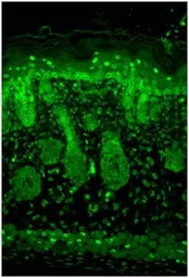 Anti-Kir2.1 antibody [S112B-14] used in IHC (Paraffin sections) (IHC-P). GTX41991