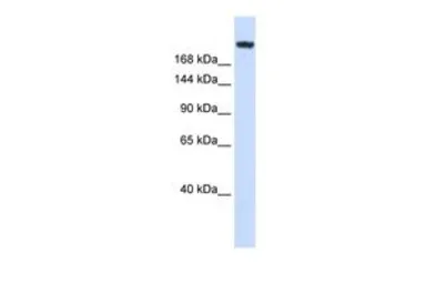 Anti-Laminin gamma 1 antibody, Internal used in Western Blot (WB). GTX44866